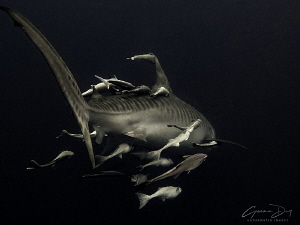 Tiger Shark with remora buddies. by Gemma Dry 